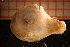  ( - MollOvr 7773V)  @11 [ ] CreativeCommons - Attribution Non-Commercial Share-Alike (2014) Goteborg Natural History Museum Göteborg Natural History Museum