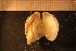  ( - MollOvr 8472V)  @11 [ ] CreativeCommons - Attribution Non-Commercial Share-Alike (2014) Goteborg Natural History Museum Göteborg Natural History Museum