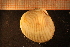  ( - MollOvr 8912V)  @11 [ ] CreativeCommons - Attribution Non-Commercial Share-Alike (2014) Goteborg Natural History Museum Göteborg Natural History Museum