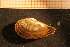  ( - MollOvr 8651V)  @11 [ ] CreativeCommons - Attribution Non-Commercial Share-Alike (2014) Goteborg Natural History Museum Göteborg Natural History Museum