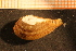  ( - MollOvr 8720V)  @11 [ ] CreativeCommons - Attribution Non-Commercial Share-Alike (2014) Goteborg Natural History Museum Göteborg Natural History Museum