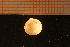 ( - MollOvr 8112V)  @11 [ ] CreativeCommons - Attribution Non-Commercial Share-Alike (2014) Goteborg Natural History Museum Göteborg Natural History Museum