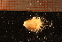  ( - MollOvr 8614V)  @11 [ ] CreativeCommons - Attribution Non-Commercial Share-Alike (2014) Goteborg Natural History Museum Göteborg Natural History Museum