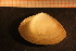  ( - MollOvr 8196V)  @11 [ ] CreativeCommons - Attribution Non-Commercial Share-Alike (2014) Goteborg Natural History Museum Göteborg Natural History Museum