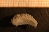  ( - Gastr 8885V)  @11 [ ] CreativeCommons - Attribution Non-Commercial Share-Alike (2015) Goteborg Natural History Museum Göteborg Natural History Museum