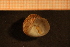  (Flabellina browni - Gastr 8486V)  @11 [ ] CreativeCommons - Attribution Non-Commercial Share-Alike (2015) Goteborg Natural History Museum Göteborg Natural History Museum