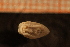  (Pelagella - Gastr 8960V)  @11 [ ] CreativeCommons - Attribution Non-Commercial Share-Alike (2015) Goteborg Natural History Museum Göteborg Natural History Museum