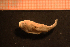  ( - Gastr 8433V)  @11 [ ] CreativeCommons - Attribution Non-Commercial Share-Alike (2014) Goteborg Natural History Museum Göteborg Natural History Museum