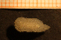  ( - Gastr 8880V)  @11 [ ] CreativeCommons - Attribution Non-Commercial Share-Alike (2015) Goteborg Natural History Museum Goteborg Natural History Museum