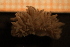  ( - Gastr 8929V)  @11 [ ] CreativeCommons - Attribution Non-Commercial Share-Alike (2015) Goteborg Natural History Museum Göteborg Natural History Museum