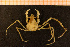  (Inachus phalangium - Crust 17977V)  @13 [ ] CreativeCommons - Attribution Non-Commercial Share-Alike (2015) Goteborg Natural History Museum Göteborg Natural History Museum