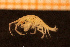  ( - Crust 19428V)  @11 [ ] CreativeCommons - Attribution Non-Commercial Share-Alike (2015) Goteborg Natural History Museum Göteborg Natural History Museum