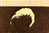  ( - Crust 18293V)  @11 [ ] CreativeCommons - Attribution Non-Commercial Share-Alike (2015) Goteborg Natural History Museum Göteborg Natural History Museum