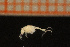  ( - Crust 18626V)  @11 [ ] CreativeCommons - Attribution Non-Commercial Share-Alike (2015) Goteborg Natural History Museum Göteborg Natural History Museum