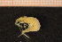  ( - Crust 18667V)  @12 [ ] CreativeCommons - Attribution Non-Commercial Share-Alike (2015) Goteborg Natural History Museum Göteborg Natural History Museum