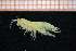  ( - Crust 18999V)  @11 [ ] CreativeCommons - Attribution Non-Commercial Share-Alike (2015) Goteborg Natural History Museum Göteborg Natural History Museum