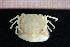  ( - Crust 18685V)  @12 [ ] CreativeCommons - Attribution Non-Commercial Share-Alike (2015) Goteborg Natural History Museum Göteborg Natural History Museum