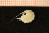  (Stenopleustinae - Crust 18895V)  @12 [ ] CreativeCommons - Attribution Non-Commercial Share-Alike (2015) Goteborg Natural History Museum Göteborg Natural History Museum
