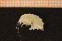  ( - Crust 18896V)  @12 [ ] CreativeCommons - Attribution Non-Commercial Share-Alike (2015) Goteborg Natural History Museum Göteborg Natural History Museum