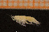  ( - Crust 18900V)  @11 [ ] CreativeCommons - Attribution Non-Commercial Share-Alike (2015) Goteborg Natural History Museum Göteborg Natural History Museum