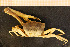  ( - Crust 19605V)  @15 [ ] CreativeCommons - Attribution Non-Commercial Share-Alike (2015) Goteborg Natural History Museum Göteborg Natural History Museum