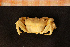 ( - Crust 18950V)  @14 [ ] CreativeCommons - Attribution Non-Commercial Share-Alike (2015) Goteborg Natural History Museum Göteborg Natural History Museum