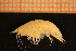  (Tmetonyx acutus - Crust 18912V)  @11 [ ] CreativeCommons - Attribution Non-Commercial Share-Alike (2015) Goteborg Natural History Museum Göteborg Natural History Museum