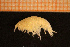  (Tmetonyx similis - Crust 18913V)  @11 [ ] CreativeCommons - Attribution Non-Commercial Share-Alike (2015) Goteborg Natural History Museum Göteborg Natural History Museum
