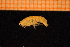  ( - Crust 17171V)  @11 [ ] CreativeCommons - Attribution Non-Commercial Share-Alike (2015) Goteborg Natural History Museum Göteborg Natural History Museum