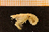  ( - Crust 18921V)  @12 [ ] CreativeCommons - Attribution Non-Commercial Share-Alike (2015) Goteborg Natural History Museum Göteborg Natural History Museum