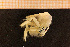  (Upogebia stellata - Crust 19415V)  @12 [ ] CreativeCommons - Attribution Non-Commercial Share-Alike (2015) Goteborg Natural History Museum Göteborg Natural History Museum