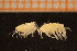  ( - Crust 18934V)  @11 [ ] CreativeCommons - Attribution Non-Commercial Share-Alike (2015) Goteborg Natural History Museum Göteborg Natural History Museum