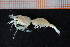  (Caridion - Crust 17555V)  @13 [ ] CreativeCommons - Attribution Non-Commercial Share-Alike (2015) Goteborg Natural History Museum Göteborg Natural History Museum