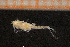  ( - Crust 19671V)  @11 [ ] CreativeCommons - Attribution Non-Commercial Share-Alike (2015) Goteborg Natural History Museum Göteborg Natural History Museum