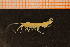  (Eriopisidae - Crust 19115V)  @13 [ ] CreativeCommons - Attribution Non-Commercial Share-Alike (2015) Goteborg Natural History Museum Göteborg Natural History Museum