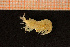  ( - Crust 17723V)  @11 [ ] CreativeCommons - Attribution Non-Commercial Share-Alike (2015) Goteborg Natural History Museum Göteborg Natural History Museum