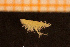  ( - Crust 17874V)  @11 [ ] CreativeCommons - Attribution Non-Commercial Share-Alike (2015) Goteborg Natural History Museum Göteborg Natural History Museum