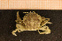  (Liocarcinus navigator - Crust 18167V)  @14 [ ] CreativeCommons - Attribution Non-Commercial Share-Alike (2015) Goteborg Natural History Museum Göteborg Natural History Museum