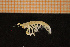  ( - Crust 17267V)  @11 [ ] CreativeCommons - Attribution Non-Commercial Share-Alike (2015) Goteborg Natural History Museum Göteborg Natural History Museum