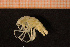  (Neohela monstrosa - Crust 19278V)  @13 [ ] CreativeCommons - Attribution Non-Commercial Share-Alike (2015) Goteborg Natural History Museum Göteborg Natural History Museum