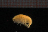  ( - Crust 17269V)  @12 [ ] CreativeCommons - Attribution Non-Commercial Share-Alike (2015) Goteborg Natural History Museum Göteborg Natural History Museum