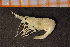  (Pandalus montagui - Crust 18601V)  @14 [ ] CreativeCommons - Attribution Non-Commercial Share-Alike (2015) Goteborg Natural History Museum Göteborg Natural History Museum