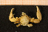  (Pisidia - Crust 18693V)  @13 [ ] CreativeCommons - Attribution Non-Commercial Share-Alike (2015) Goteborg Natural History Museum Göteborg Natural History Museum