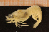  (Spirontocaris lilljeborgii - Crust 18889V)  @14 [ ] CreativeCommons - Attribution Non-Commercial Share-Alike (2015) Goteborg Natural History Museum Göteborg Natural History Museum