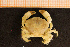  ( - Crust 18937V)  @13 [ ] CreativeCommons - Attribution Non-Commercial Share-Alike (2015) Goteborg Natural History Museum Göteborg Natural History Museum