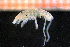  (Xenodice - Crust 19427V)  @11 [ ] CreativeCommons - Attribution Non-Commercial Share-Alike (2015) Goteborg Natural History Museum Göteborg Natural History Museum