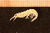  ( - Crust 19900V)  @11 [ ] CreativeCommons - Attribution Non-Commercial Share-Alike (2015) Goteborg Natural History Museum Göteborg Natural History Museum