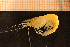  (Palaemon adspersus - Crust 19901V)  @14 [ ] CreativeCommons - Attribution Non-Commercial Share-Alike (2015) Goteborg Natural History Museum Göteborg Natural History Museum