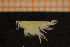  ( - Crust 17472V)  @11 [ ] CreativeCommons - Attribution Non-Commercial Share-Alike (2015) Goteborg Natural History Museum Göteborg Natural History Museum