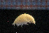  ( - Crust 19016V)  @11 [ ] CreativeCommons - Attribution Non-Commercial Share-Alike (2015) Goteborg Natural History Museum Göteborg Natural History Museum